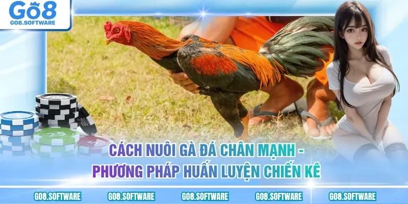 Cách Nuôi Gà Đá Chân Mạnh - Quy Trình Chăm Sóc Chiến Kê Khỏe