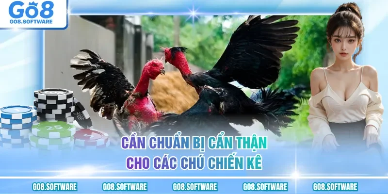 Cần chuẩn bị cẩn thận cho các chú chiến kê