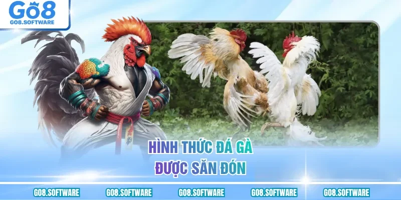 Hình thức đá gà được săn đón