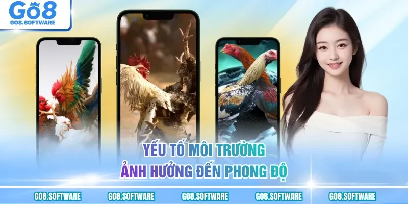 Yếu tố môi trường ảnh hưởng đến phong độ